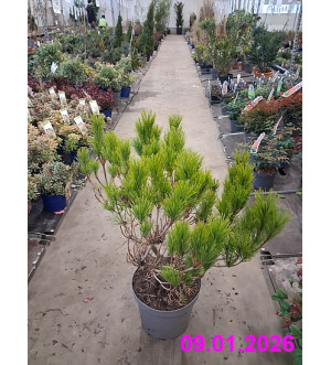 Pinus densiflora 'Nana' C 7,5 L